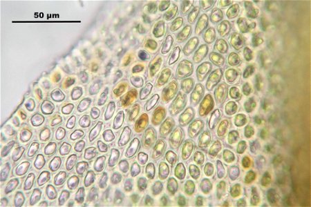Abietinella abietina