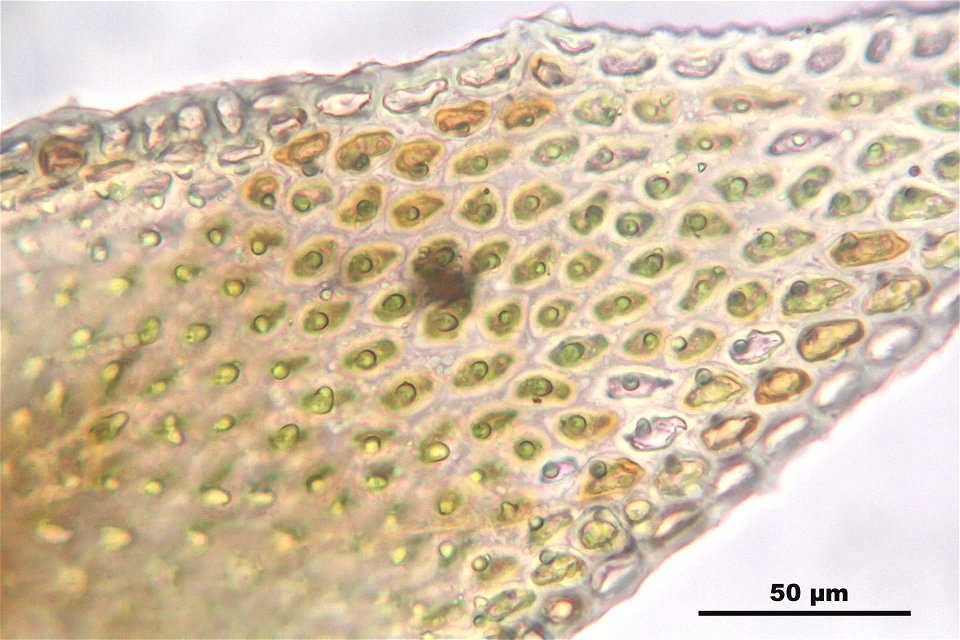 Abietinella abietina