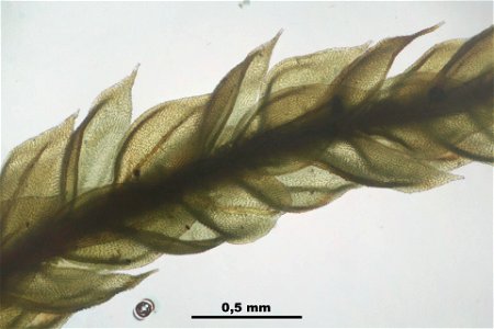 Abietinella abietina