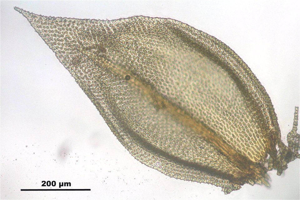Abietinella abietina