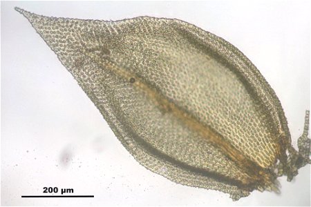 Abietinella abietina