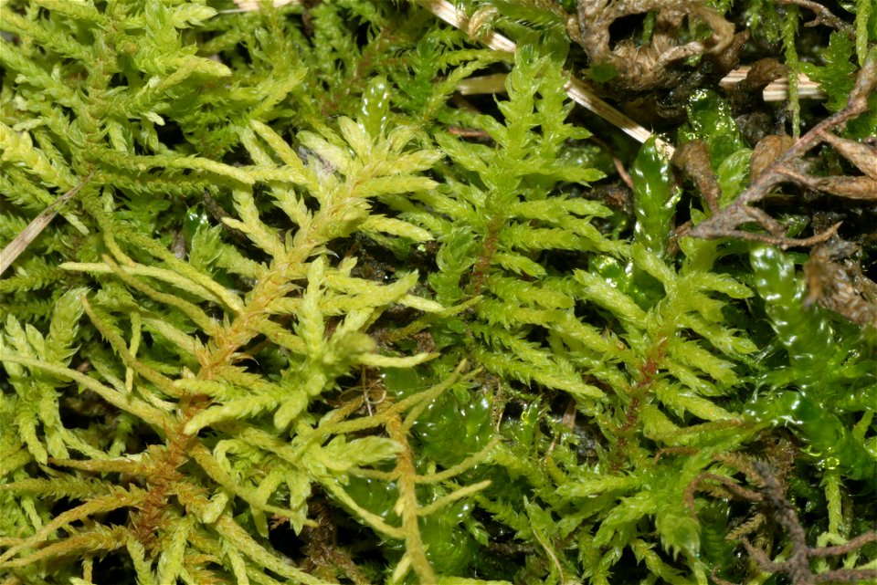 Abietinella abietina