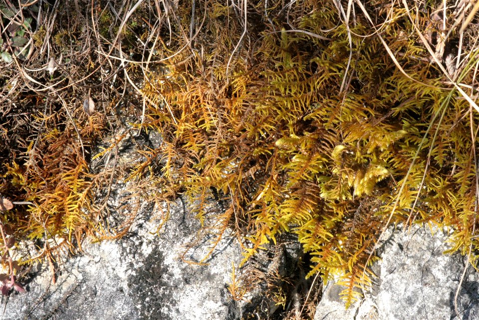 Abietinella abietina