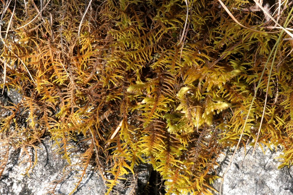 Abietinella abietina