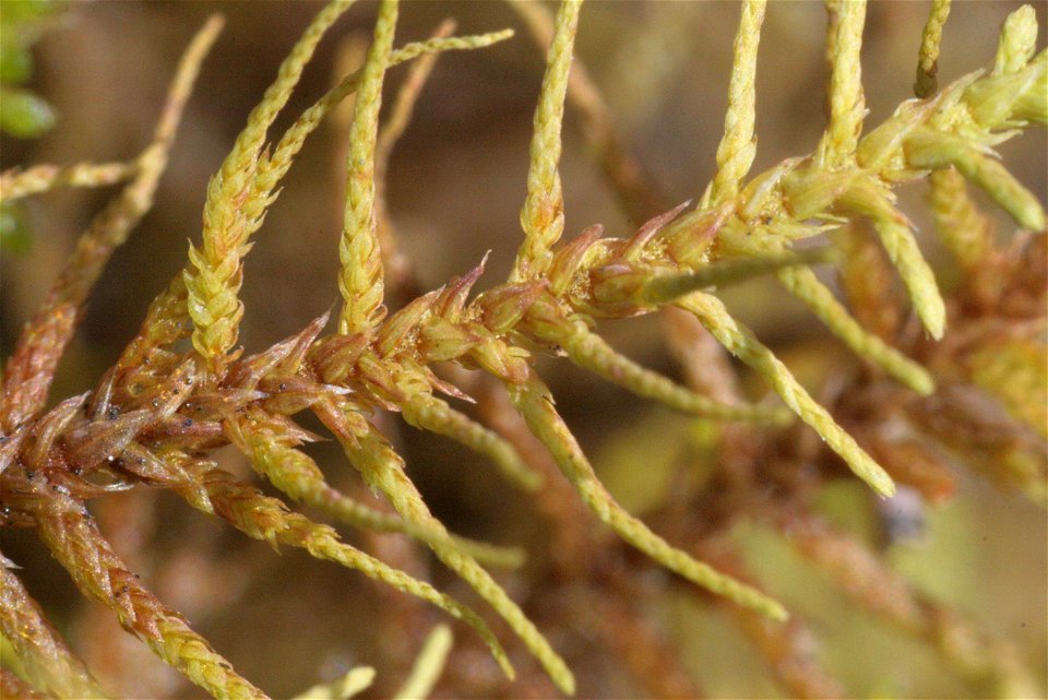 Abietinella abietina