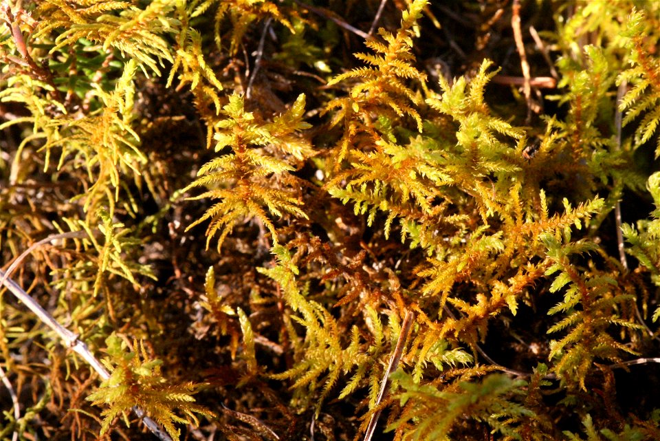 Abietinella abietina