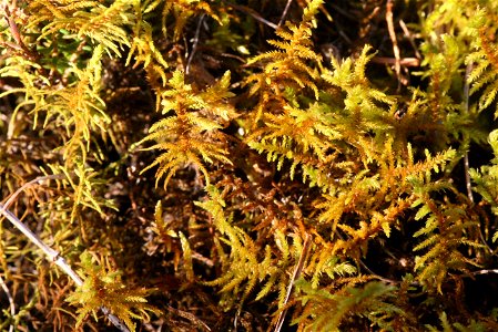 Abietinella abietina