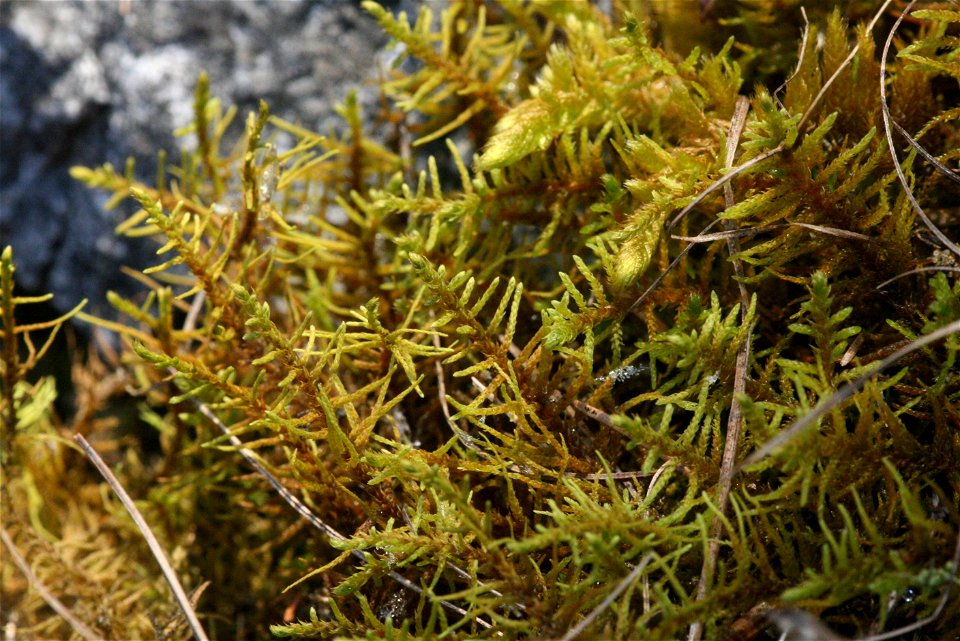 Abietinella abietina