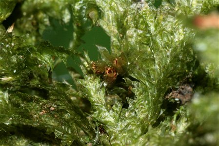 Neckera pennata