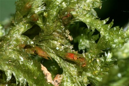 Neckera pennata