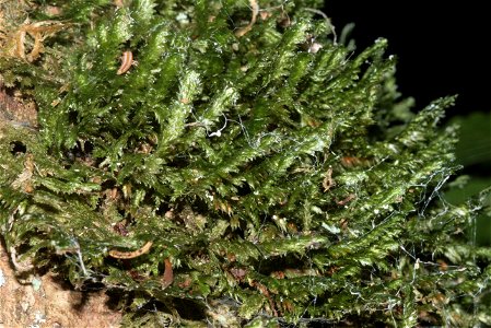 Neckera pennata