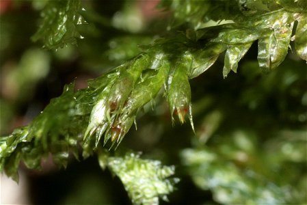 Neckera pennata