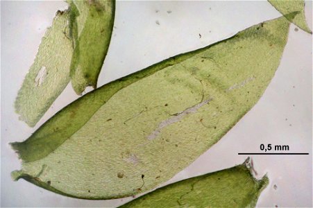 Neckera pennata