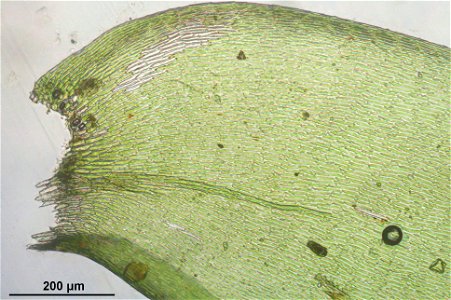 Neckera pennata