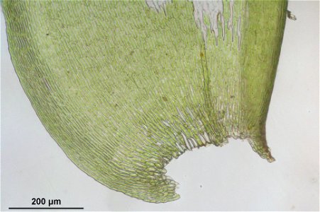 Neckera pennata