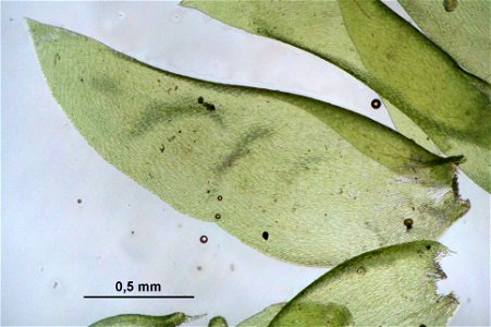 Neckera pennata
