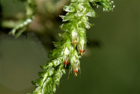 Neckera pennata