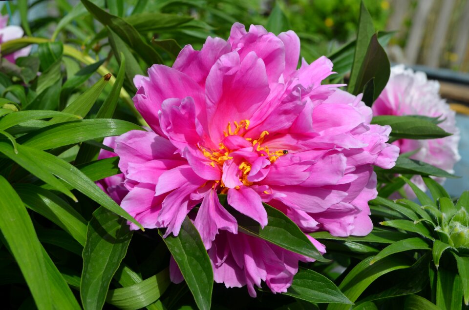 Bloom flowers flower
