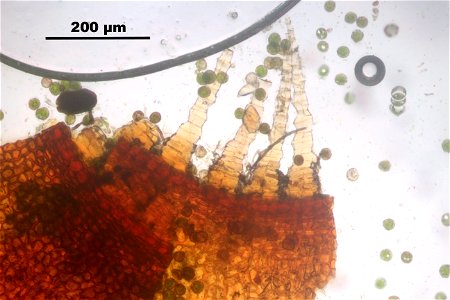 Neckera pennata