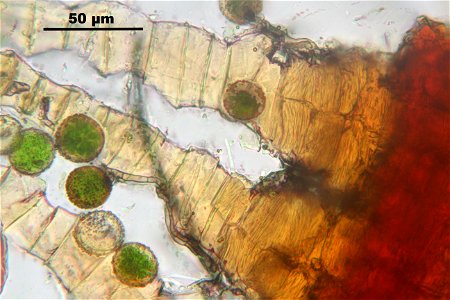Neckera pennata