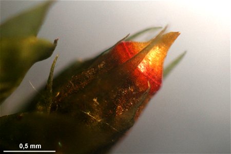 Neckera pennata
