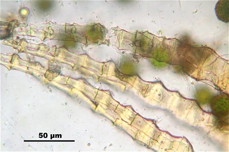 Neckera pennata