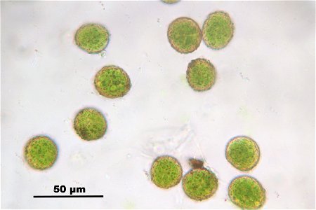 Neckera pennata