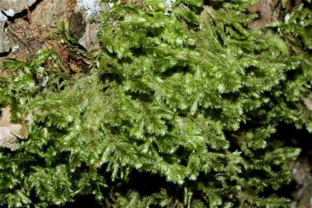Neckera pennata
