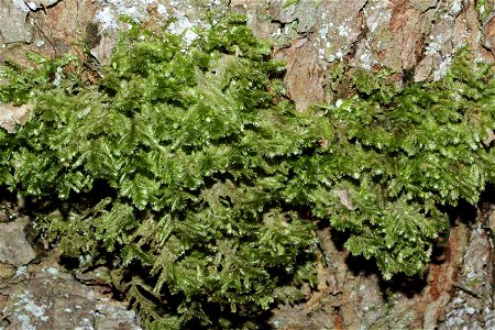 Neckera pennata
