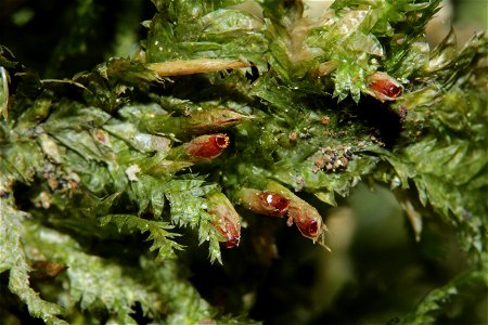 Neckera pennata