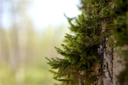 Neckera pennataLietuvių:  Plunksninė pliusnė