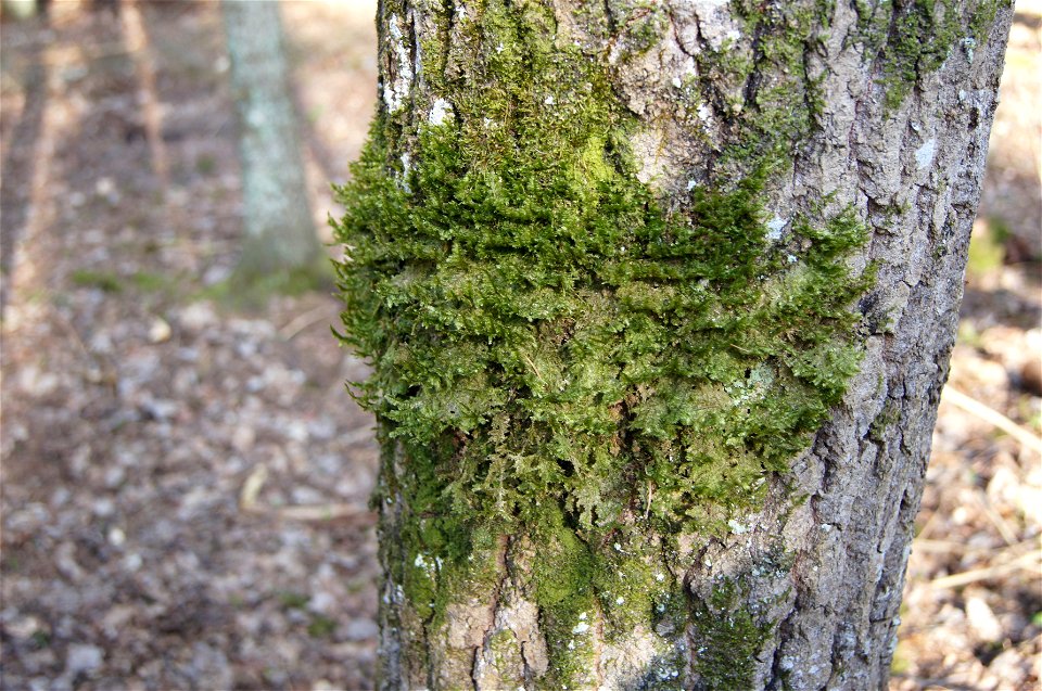 Neckera pennata on tree