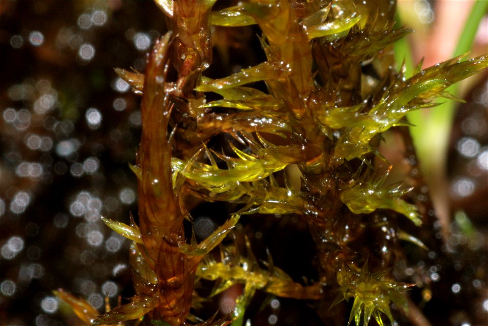 Warnstorfia exannulata