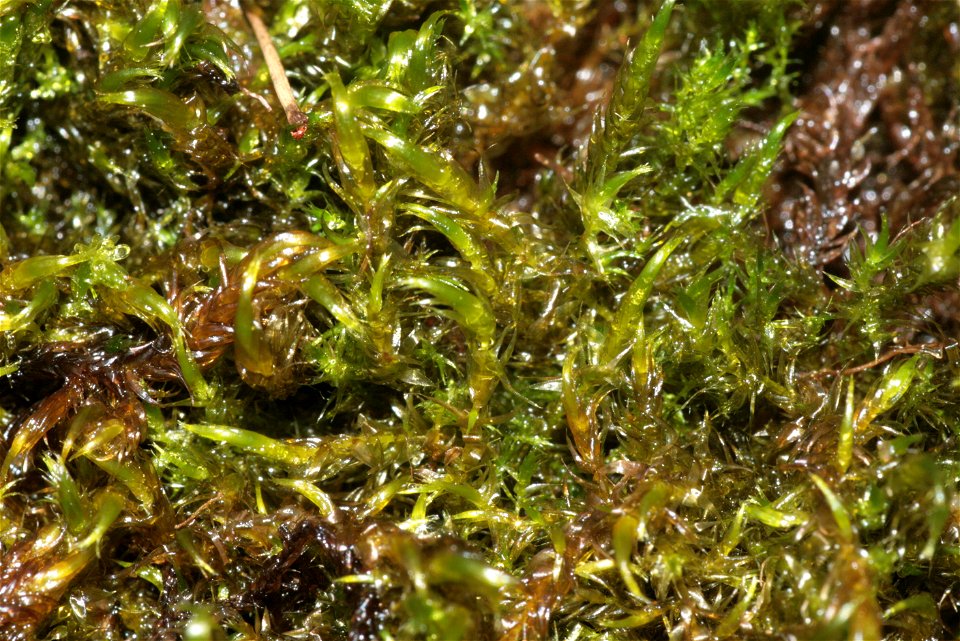 Warnstorfia fluitans