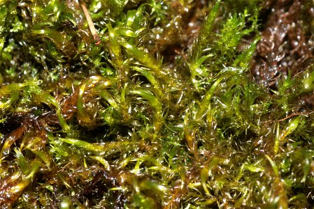 Warnstorfia fluitans