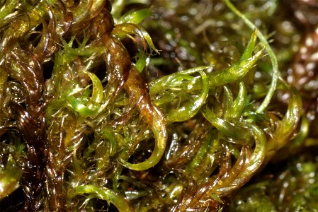 Warnstorfia fluitans
