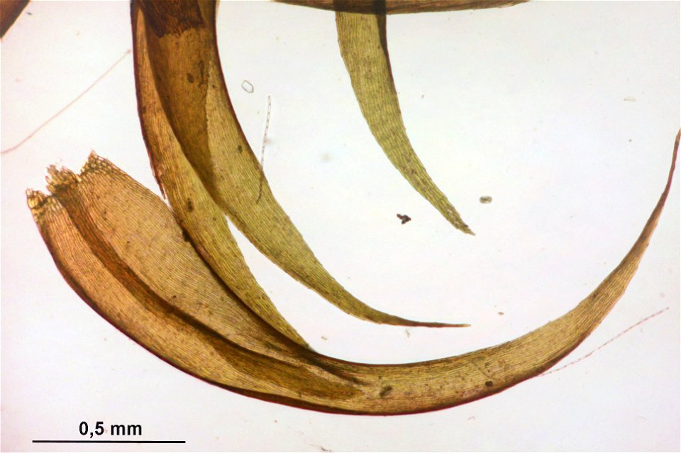 Warnstorfia fluitans