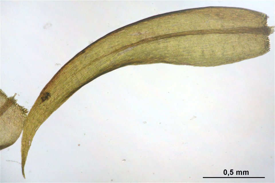 Warnstorfia fluitans