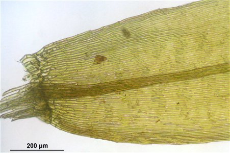 Warnstorfia fluitans