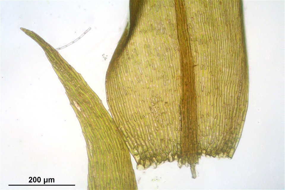 Warnstorfia fluitans