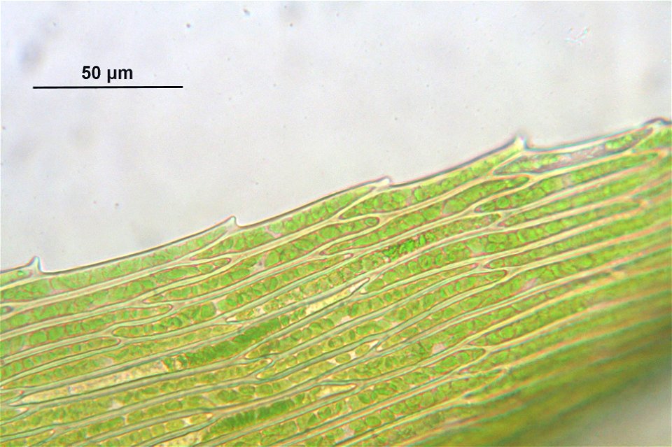 Warnstorfia fluitans