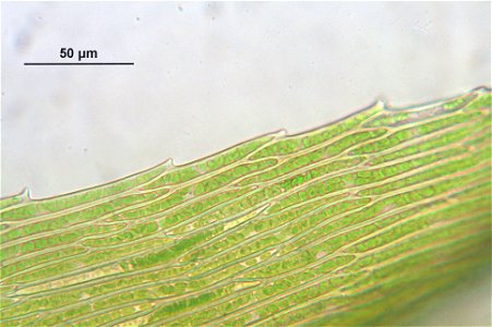 Warnstorfia fluitans