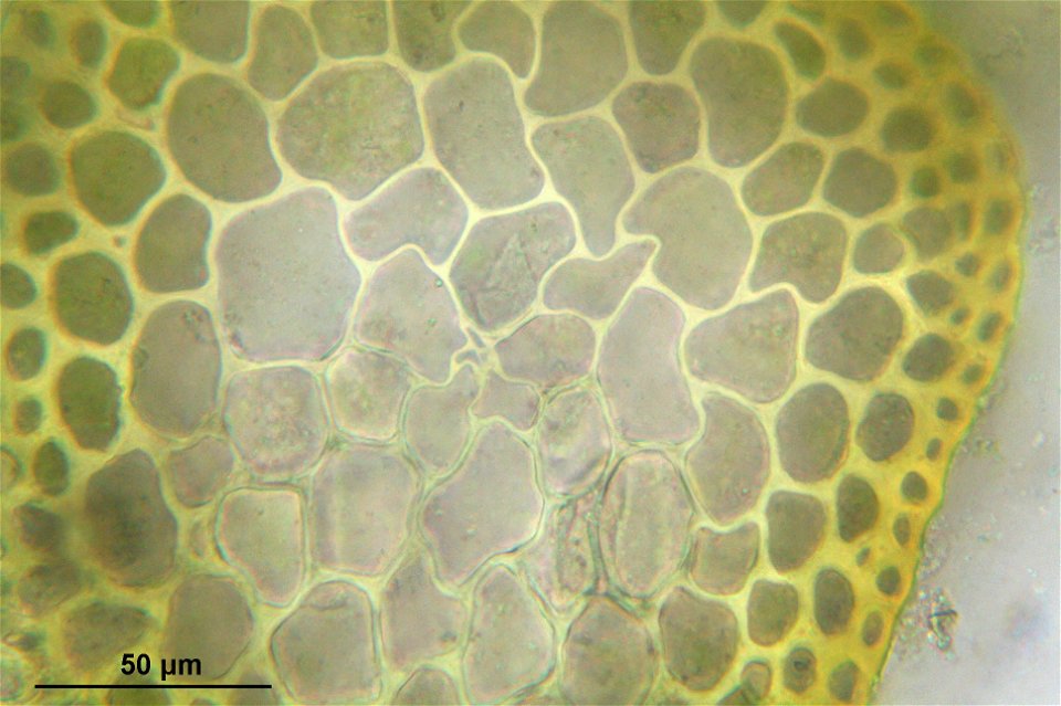 Warnstorfia fluitans