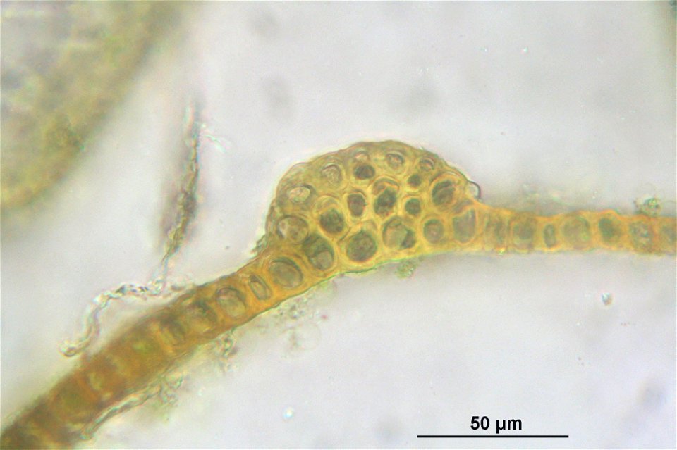 Warnstorfia fluitans