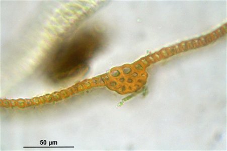 Warnstorfia fluitans