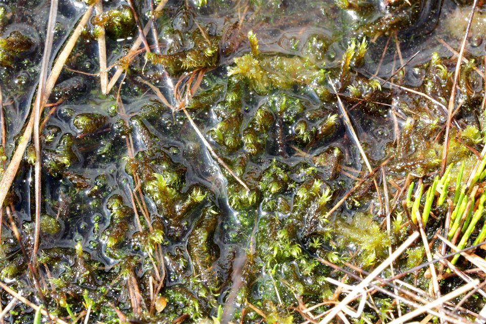 Warnstorfia fluitans