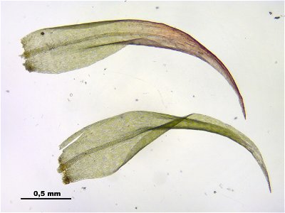 Warnstorfia fluitans