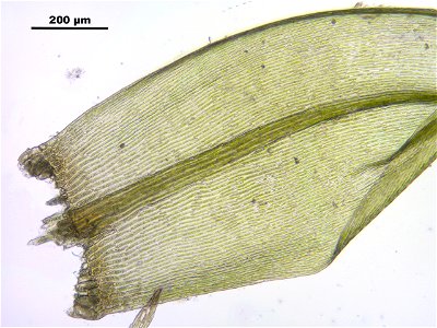 Warnstorfia fluitans