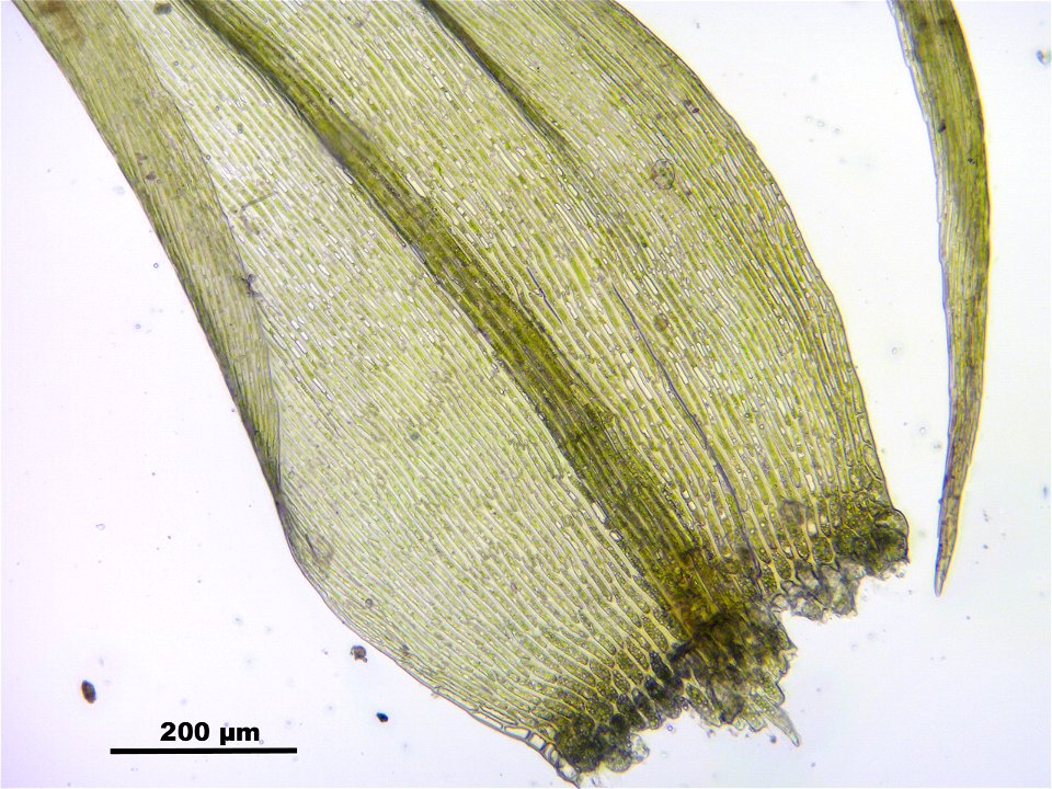 Warnstorfia fluitans