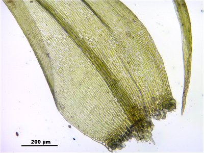 Warnstorfia fluitans